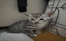 Bengal cats for sale: Stunning silver bengal cross - Image 3