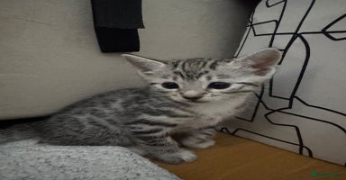 Bengal cats - Advert 4