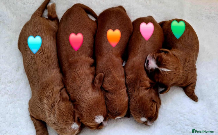 Cavalier King Charles Spaniel dogs - Advert 4