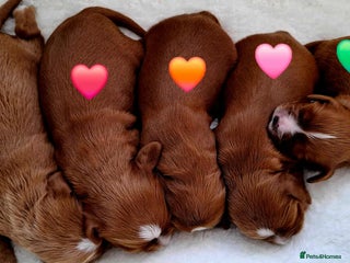 Cavalier King Charles Spaniel dogs - Advert 1