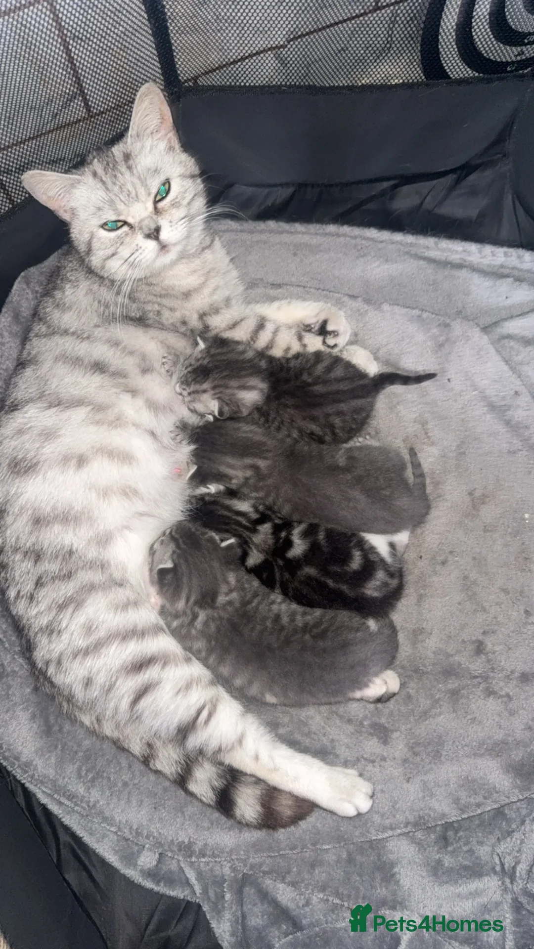British Shorthair cats for sale: 4 beautiful tabby bsh kittens  in Birmingham - Advert 2