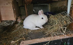 Netherland Dwarf rabbits for sale: Blue eyed Netherland  dwarf doe.  - Image 6
