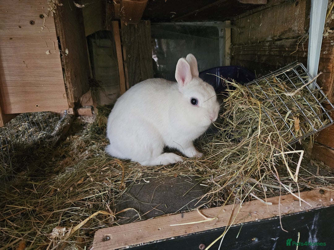Netherland Dwarf rabbits for sale: Blue eyed Netherland  dwarf doe.  - Image 6