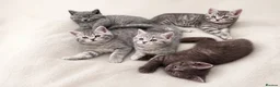 Scottish Fold cats for sale: British shorthair and Scottish straight mix  - Advert 18