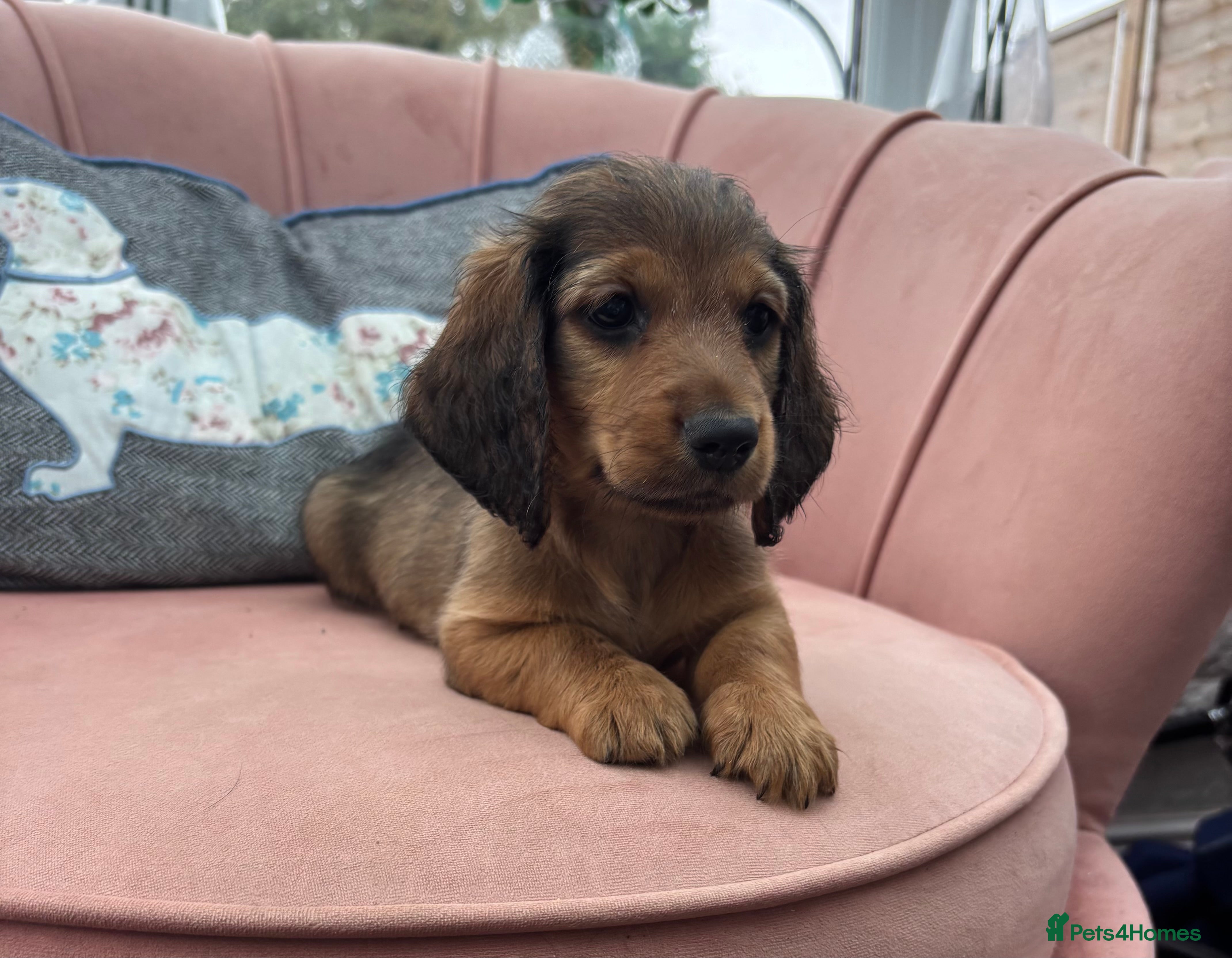 Dachshund dogs 7 Beautiful Dachshund Puppies - Advert 2
