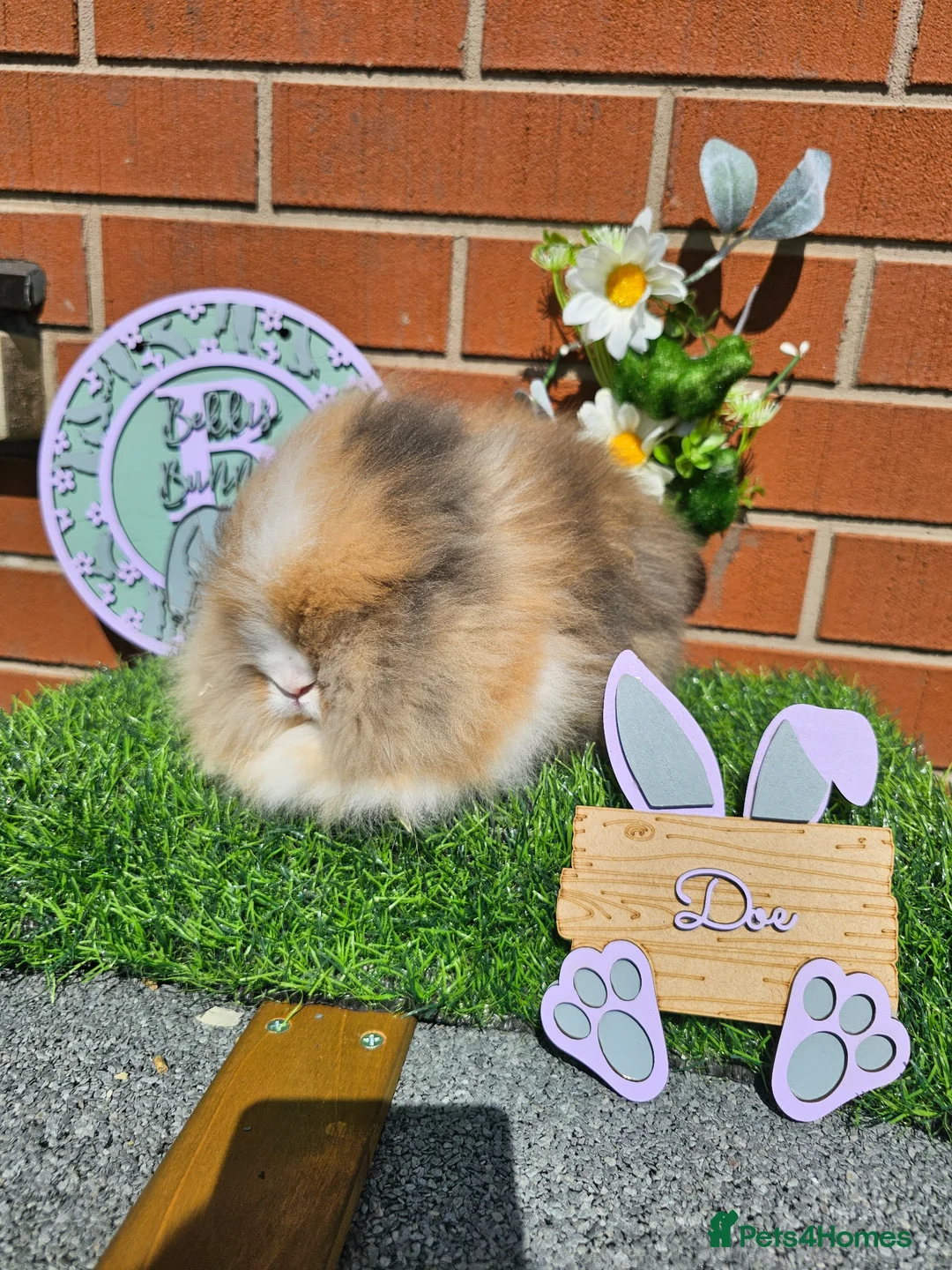 Lionhead rabbits for sale: Double mane lionhead girl - Advert 4
