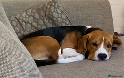 Beagle dogs for stud: KC registered Beagle stud in West Malling - Image 1