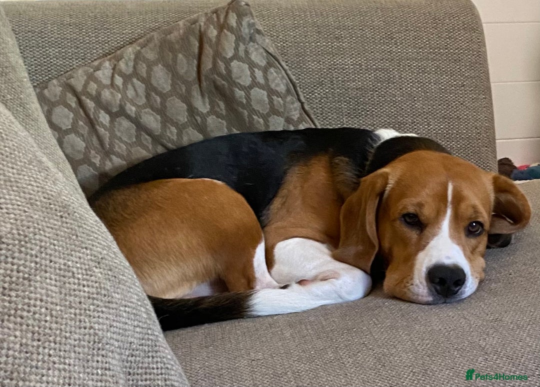 Beagle dogs for stud: KC registered Beagle stud in West Malling - Image 1