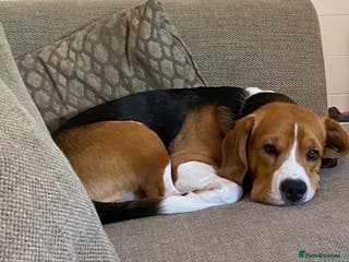 Beagle dogs KC registered Beagle stud in West Malling - Advert 2