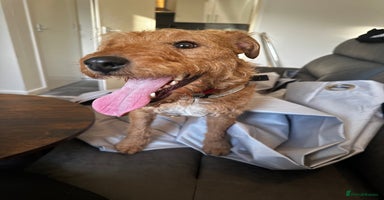 Mixed Breed dogs - Advert 3