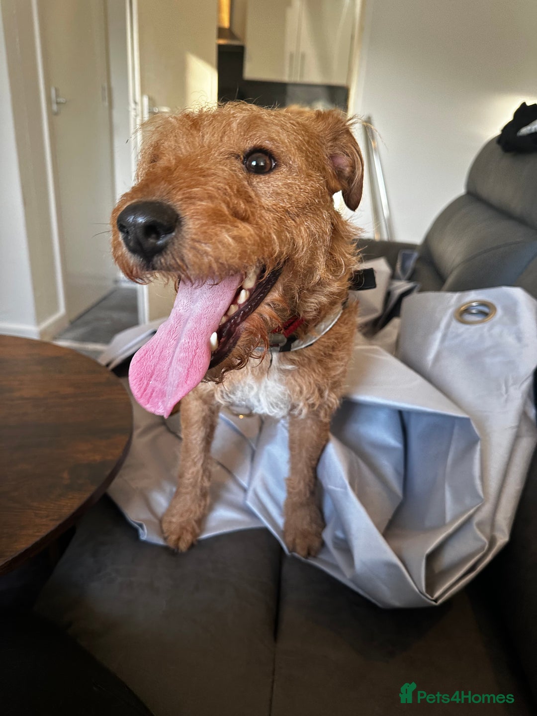 Mixed Breed dogs for sale: 22 Month Old Patter-Land Female - Image 2