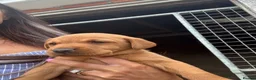 Labrador Retriever dogs for sale: Gorgeous yellow/red lab pups ready now - Advert 4