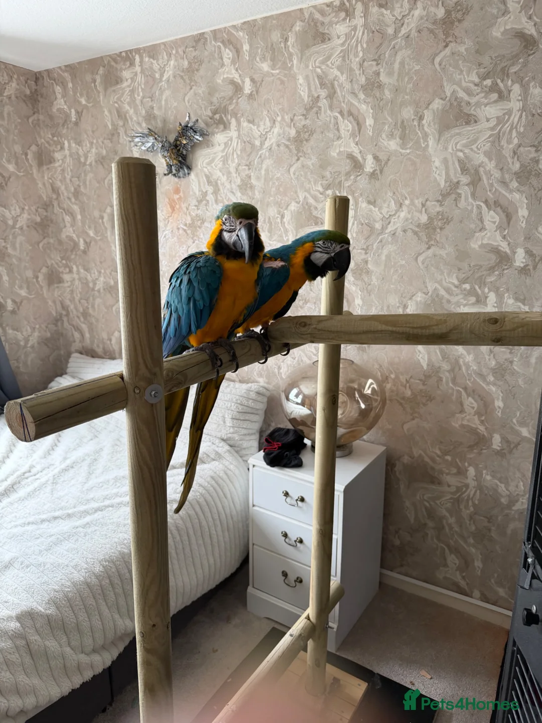 Macaws birds for sale: 2 macaw parrots for sale  in Manchester - Advert 3