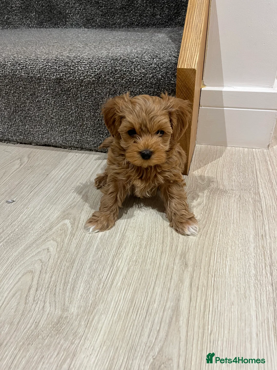 Maltipoo dogs for sale: Gorgeous Maltipoo Pups looking for their new home  - Advert 19