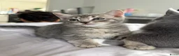Mixed Breed cats for sale: 6 beautiful Persian Russian Blue mix tabby kittens - Advert 2