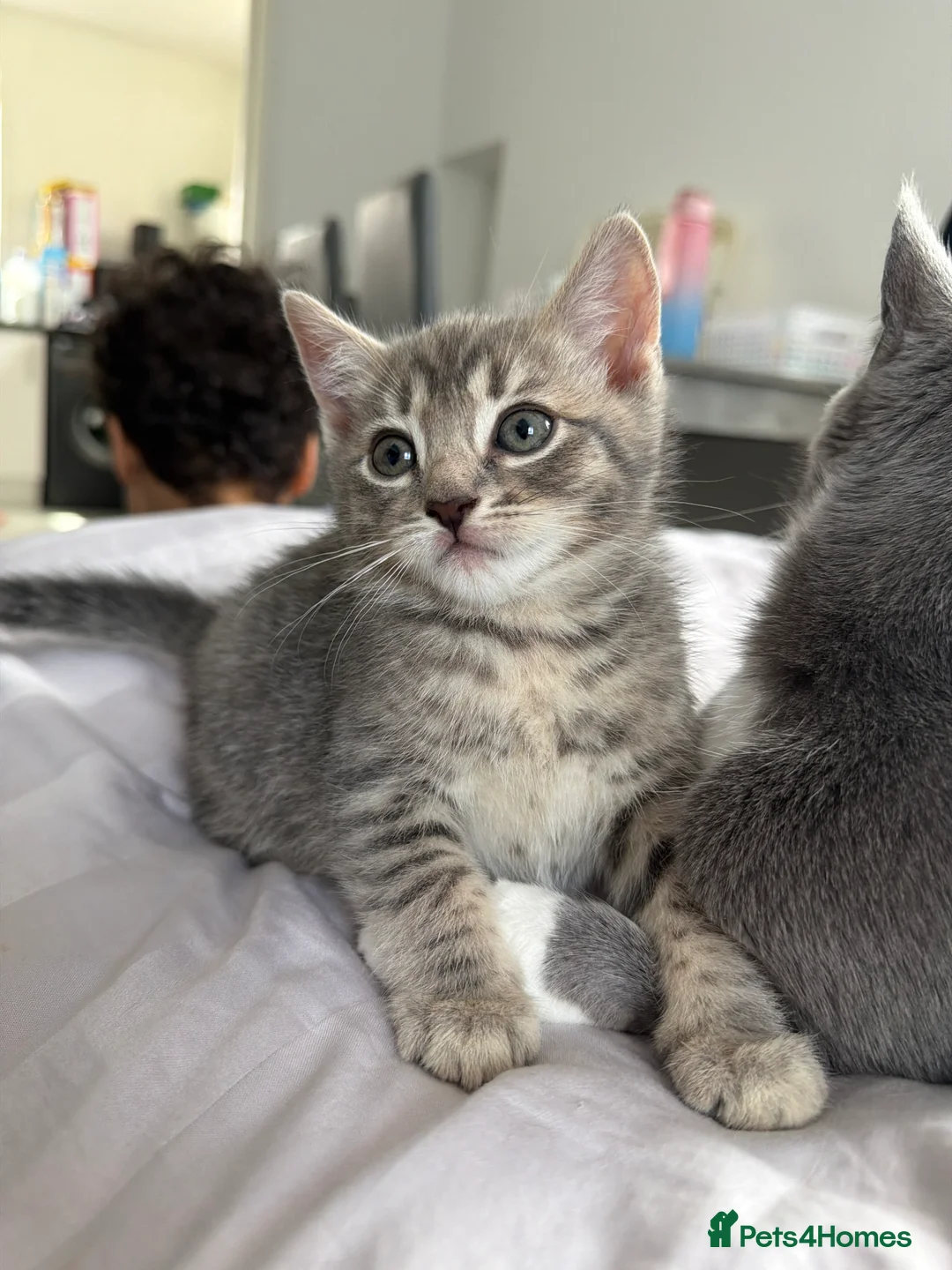 Mixed Breed cats for sale: 6 beautiful Persian Russian Blue mix tabby kittens - Advert 2