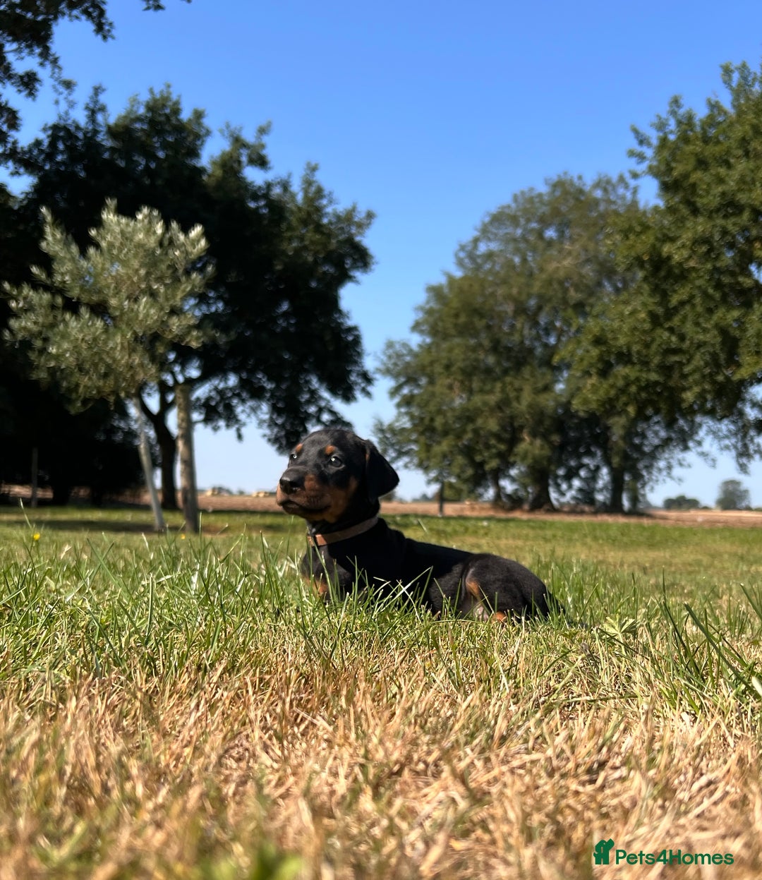 Dobermann dogs for sale: Ready now, Outstanding KC Reg Dobermann puppies - Image 19