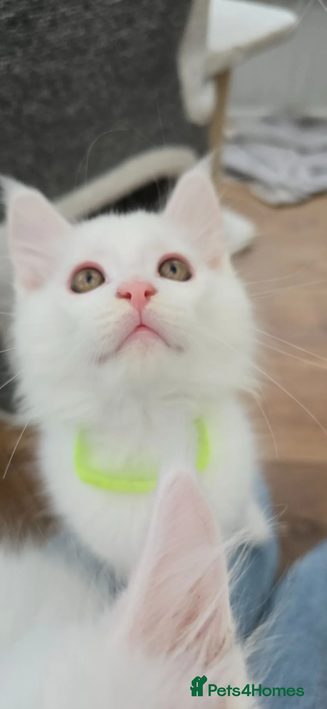Maine Coon cats for sale: Maine coon boys - Advert 1