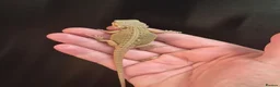 Bearded Dragon reptiles for sale: Baby bearded dragons  - Advert 4