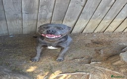 Staffordshire Bull Terrier dogs for sale: Beautiful Blue Staffs KC Registered - Image 20