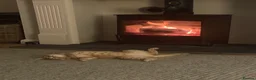Mixed Breed cats for sale: Female ginger cat 1 year old  in Harrogate - Advert 5