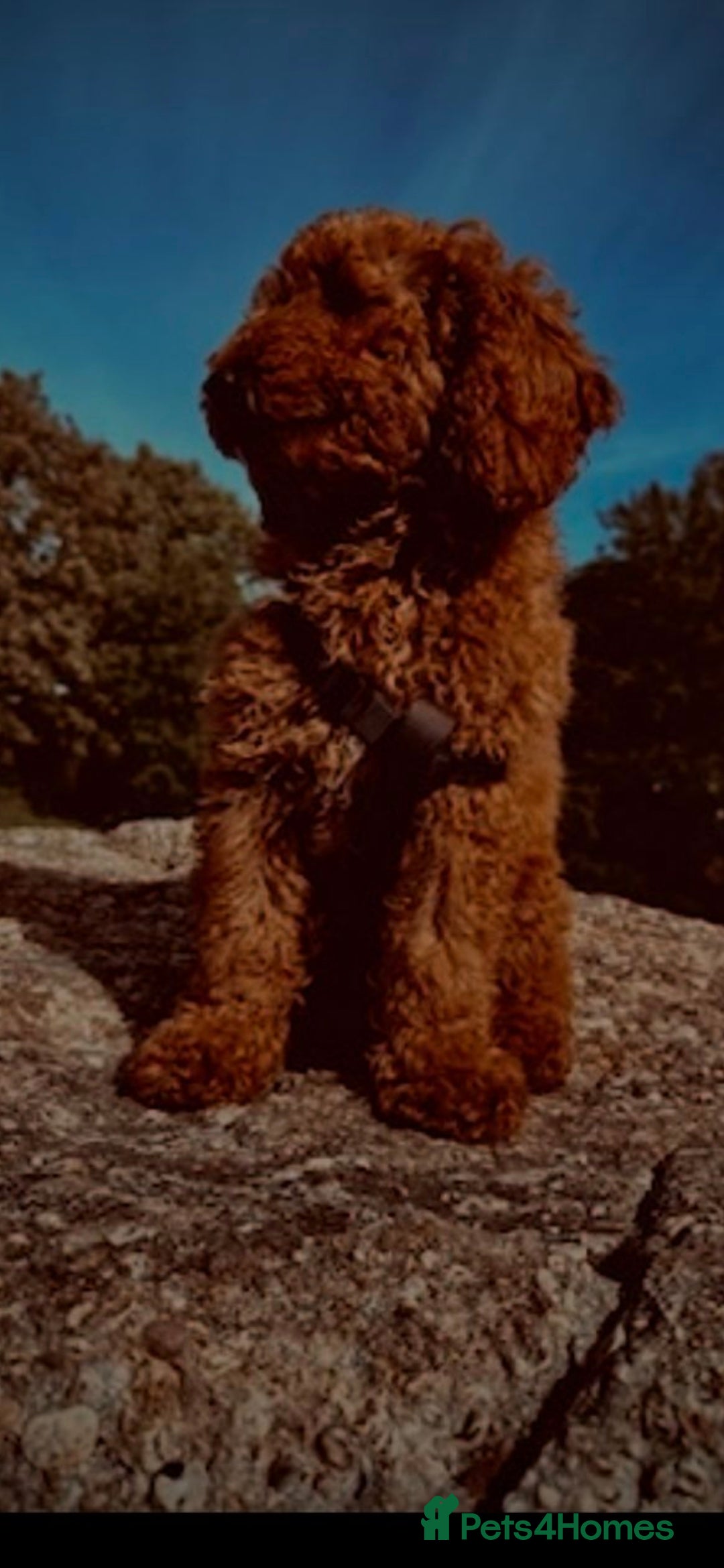 Cockapoo dogs for sale: F2b minature cockapoo  - Image 6