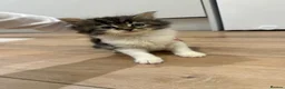 Mixed Breed cats for sale: 2 Beautiful Long Haired Kittens 🐈 - Advert 2