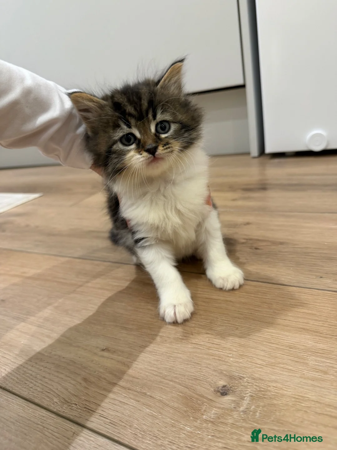 Mixed Breed cats for sale: 2 Beautiful Long Haired Kittens 🐈 - Advert 2