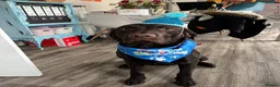 Labrador Retriever dogs for stud: Digby in Norwich - Advert 4