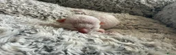 Cornish Rex cats for sale: Beautiful cornish rex kittens! - Advert 3
