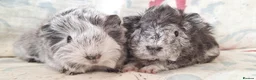Guinea Pig rodents for sale: MEADOW SIDE CAVIES BABY GUINEA PIGS HEREFORDSHIRE  - Advert 14
