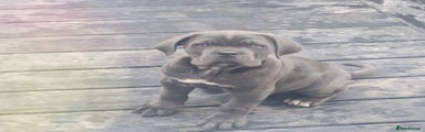 Cane Corso Puppy 1