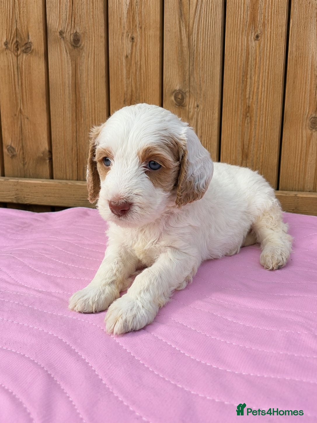 Cockapoo dogs Merles Apricots Parti Most loved Cockapoo Puppies - Advert 2