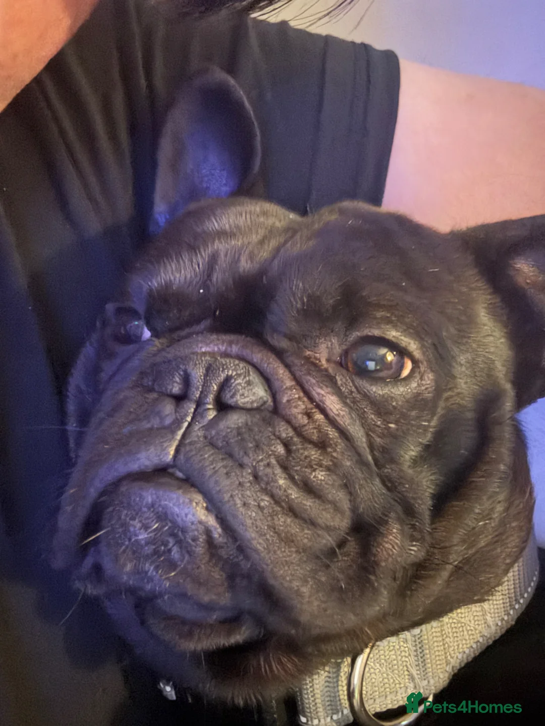 French Bulldog dogs for sale: Male French Bulldog in Cleethorpes - Advert 2
