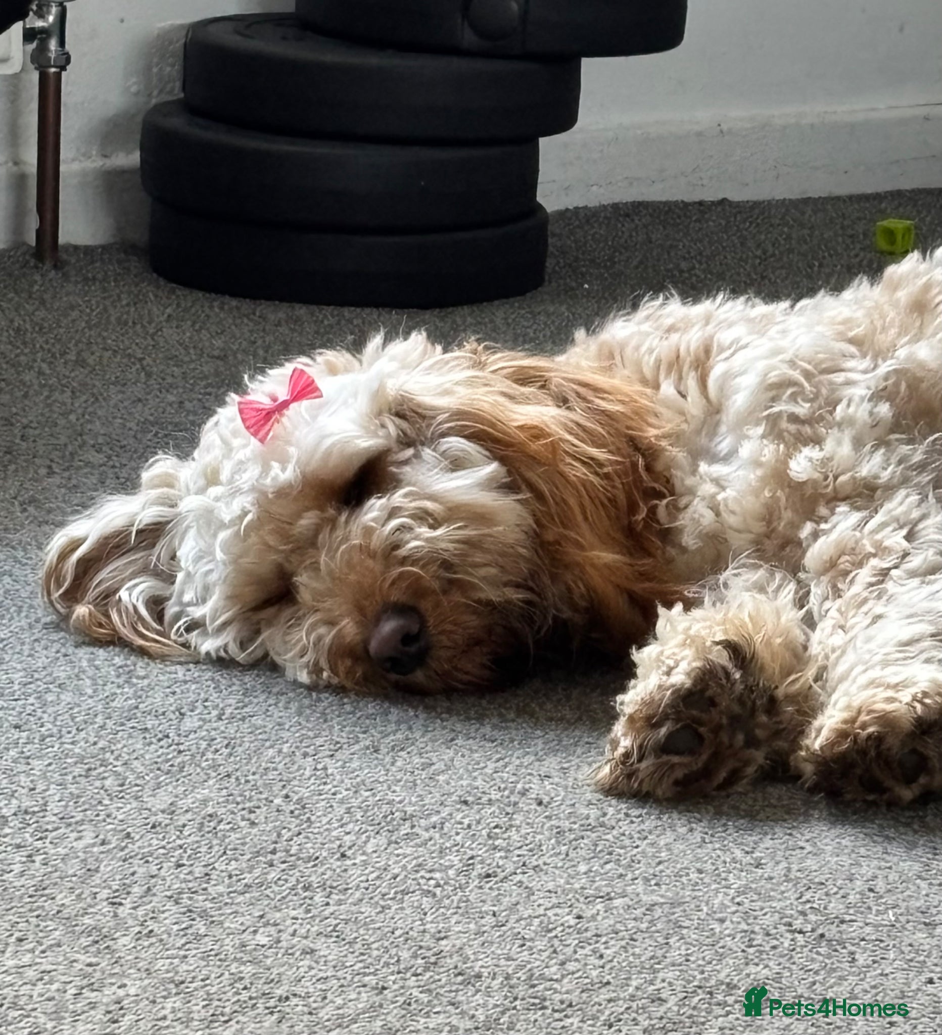 Cockapoo dogs 1 year old Nala looking for forever home - Advert 1