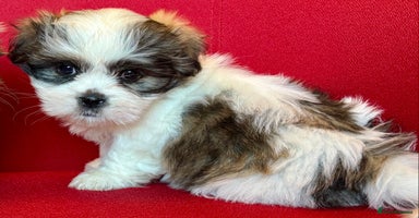 Mixed Breed dogs - Advert 4