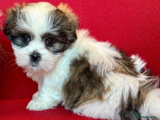 Mixed Breed dogs - Advert 13