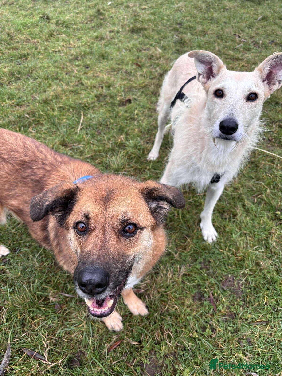 Mixed Breed dogs Two best friends looking for their forever home!  - Advert 2