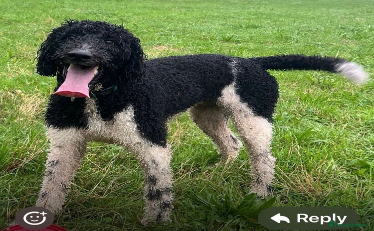 Mixed Breed dogs - Advert 5