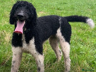 Mixed Breed dogs - Advert 3