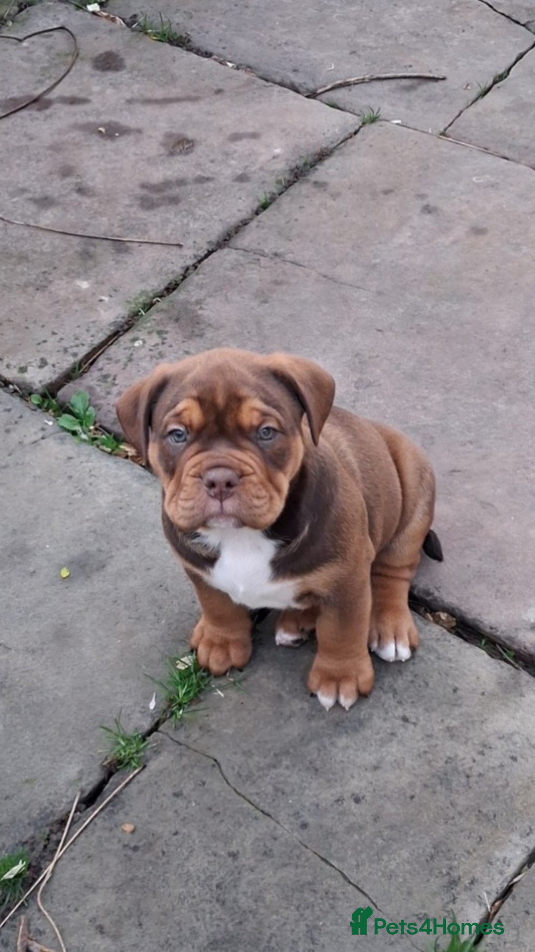 English Bulldog dogs for sale: Beautiful bulldog x rotty mastiff - Advert 26