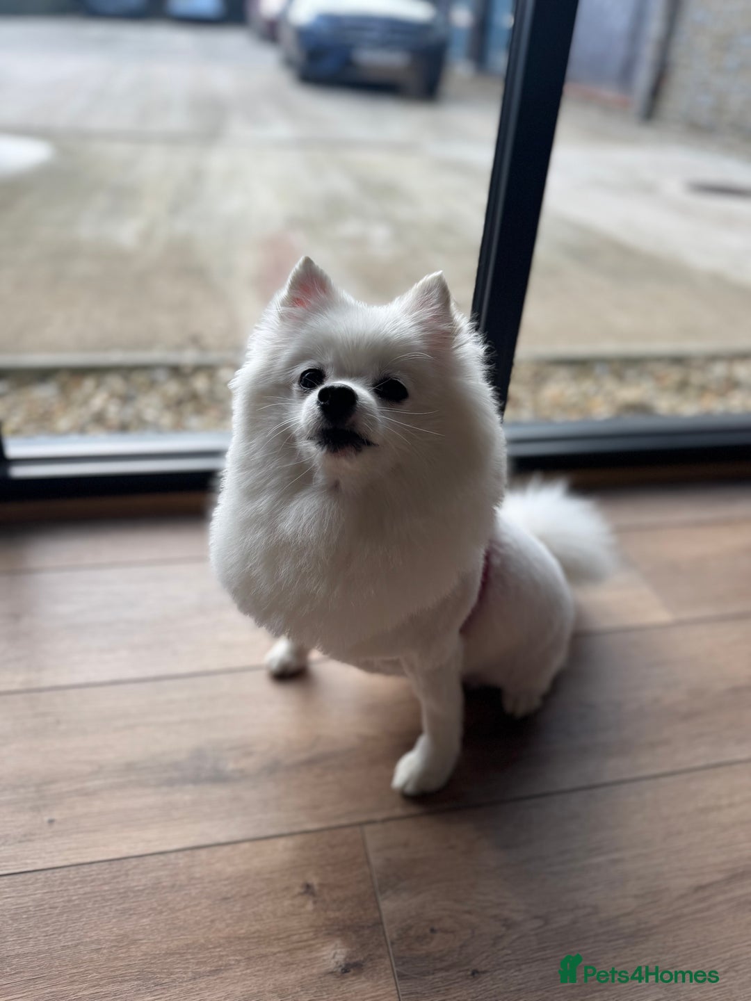 Pomeranian dogs for sale:  Rehoming Our Beloved Pomeranians - Image 8
