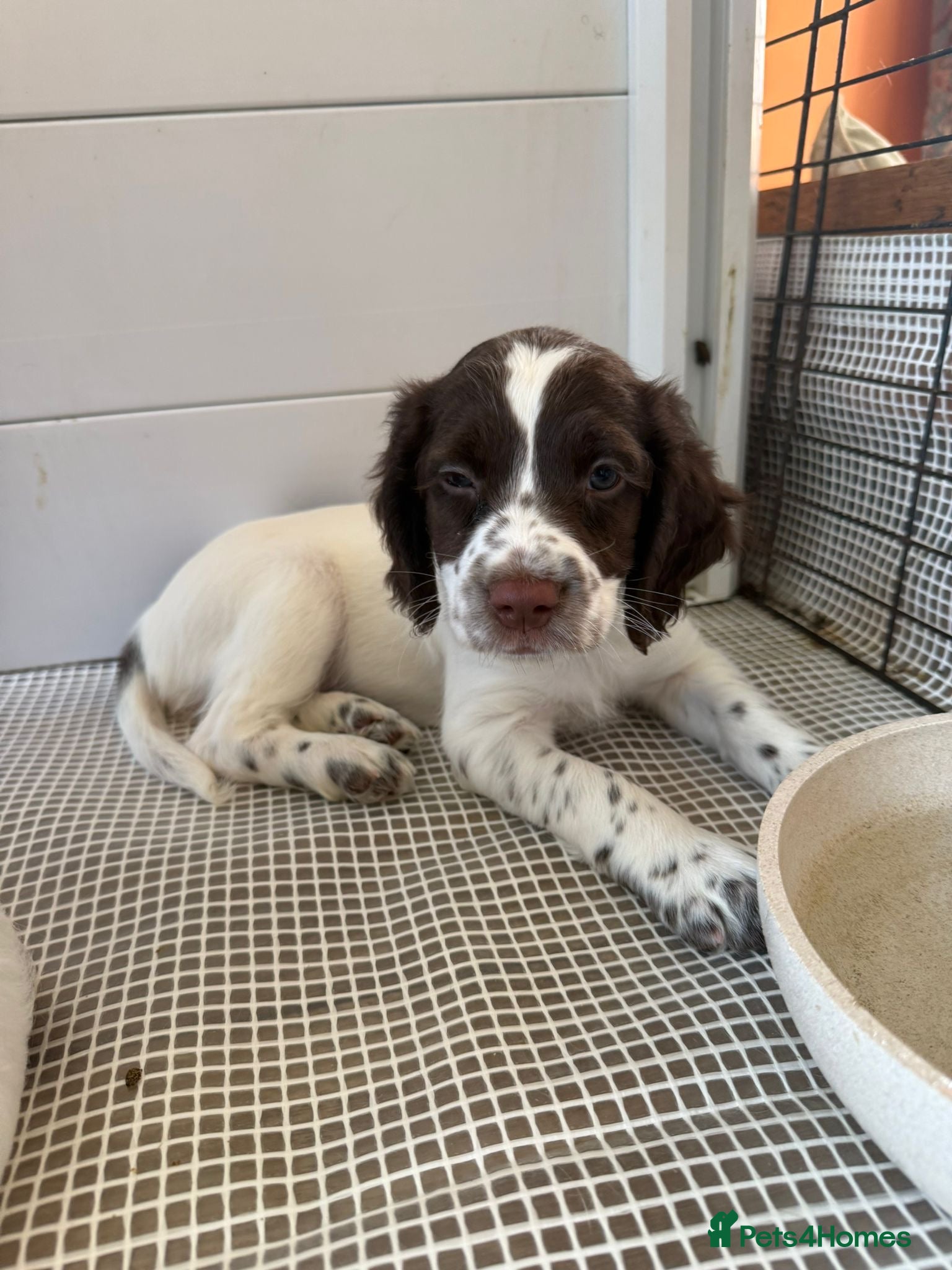 English Springer Spaniel dogs 2 pups waiting for their new family 🩷 - Advert 9