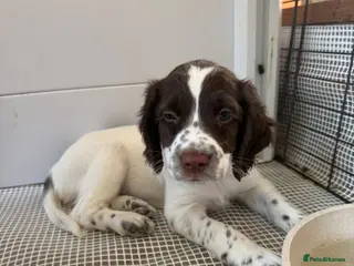 English Springer Spaniel dogs 2 pups waiting for their new family 🩷 - Advert 9
