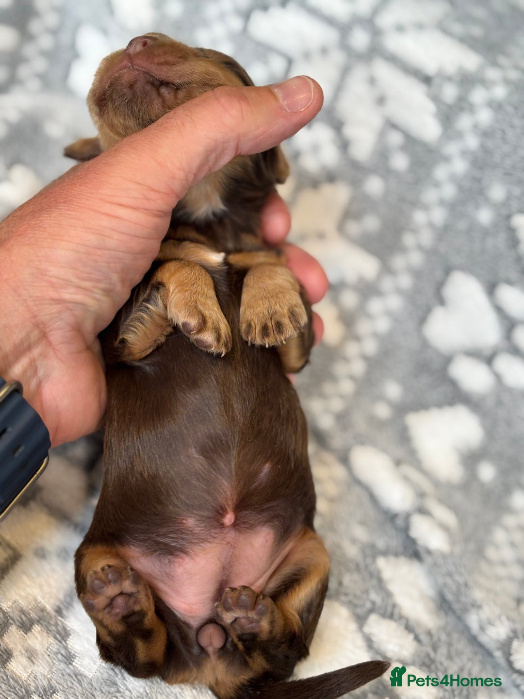 Cocker Spaniel dogs for sale: Champion bred KC health tested cockers  - Image 14