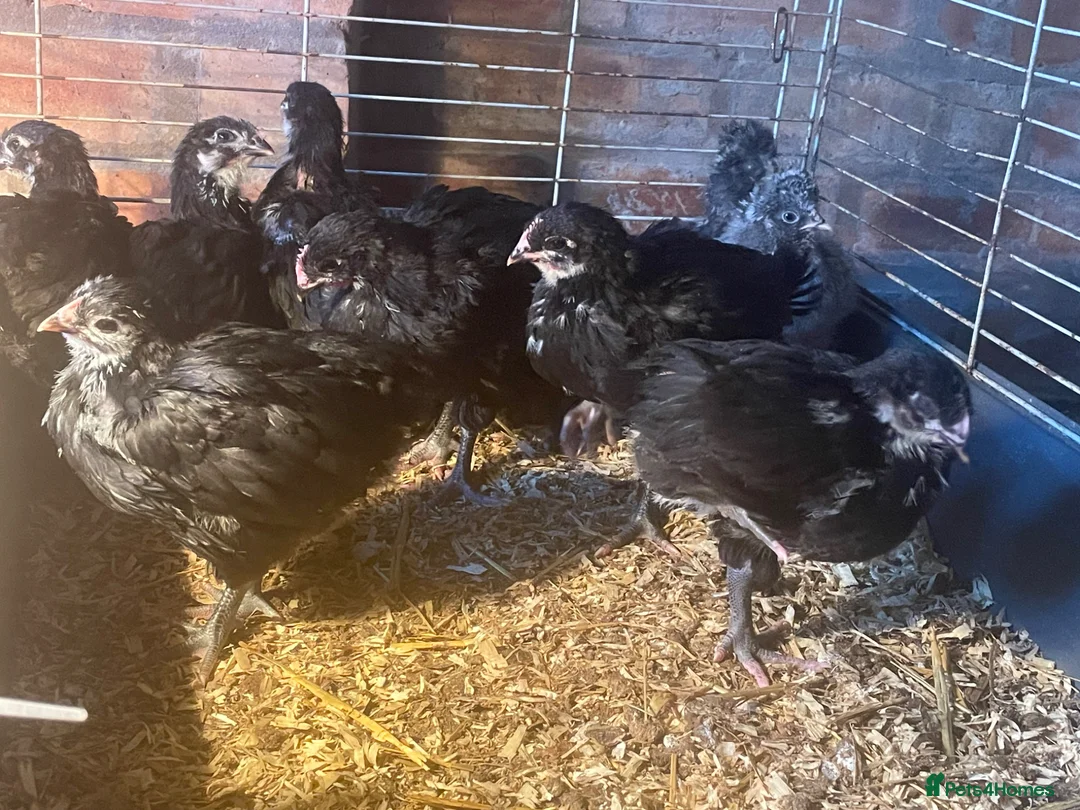 Chickens poultry for sale: Black Orpington’s chicks  - Advert 2