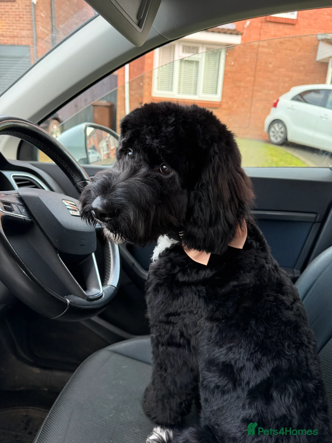 Cockapoo dogs for sale: FOR SALE / REHOMING - 8 month old Cockapoo, Milo - Advert 4