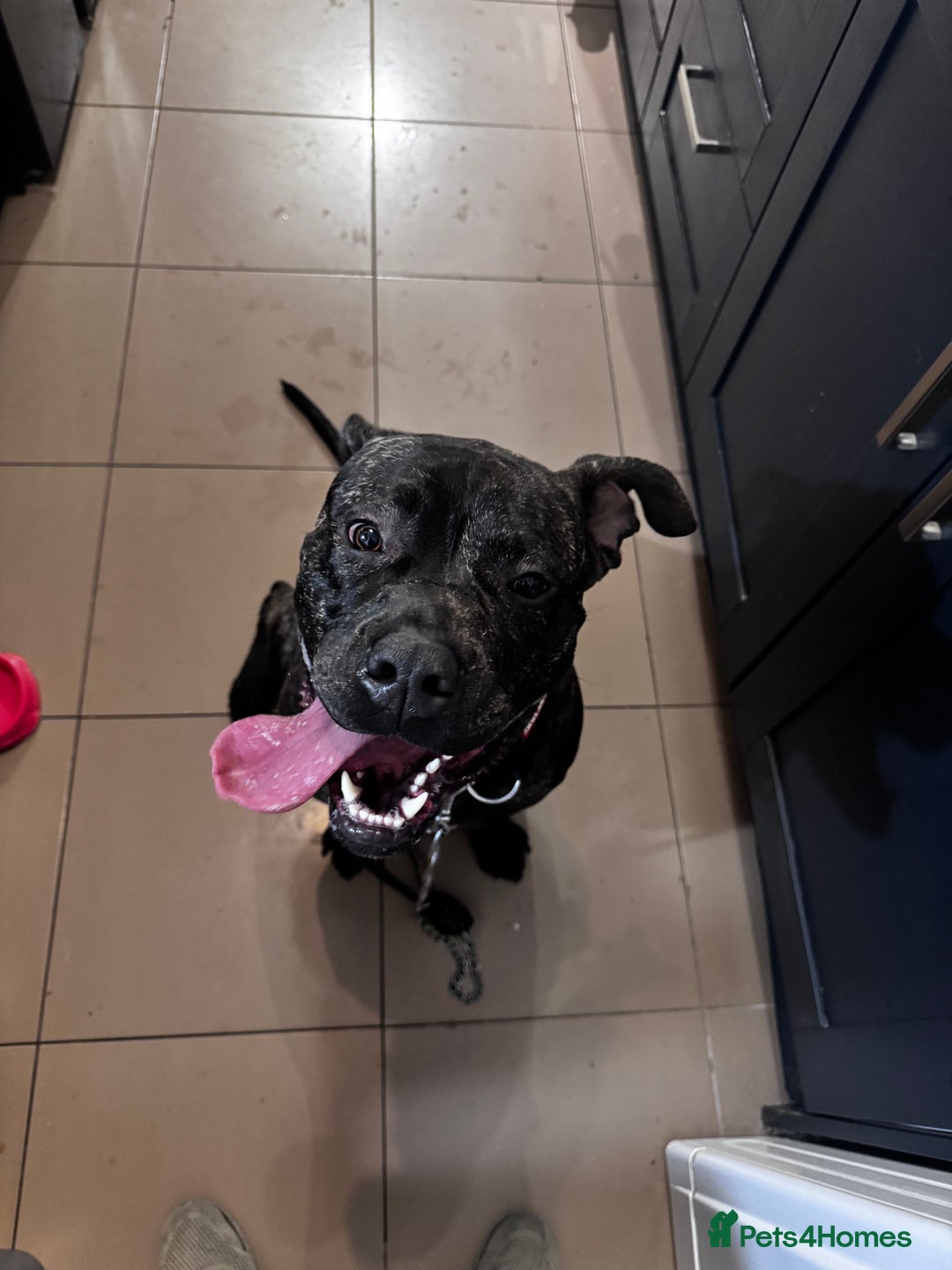 Cane Corso dogs for sale: Loving Cane Corso  - Image 4