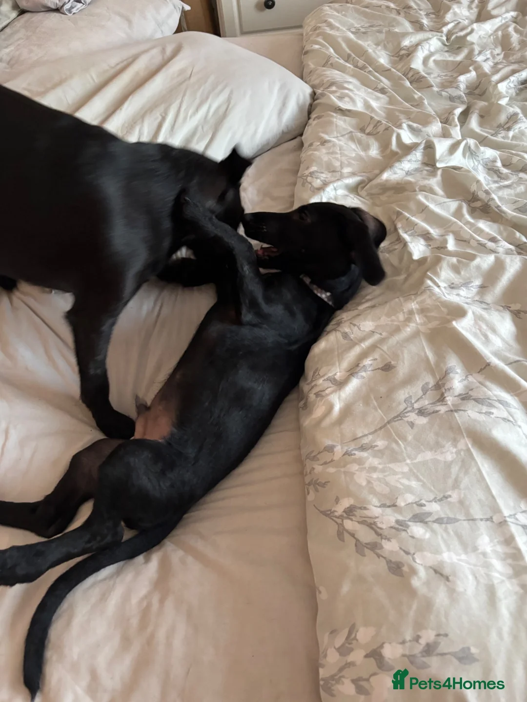 Mixed Breed dogs for sale: Handsome boy - Advert 10