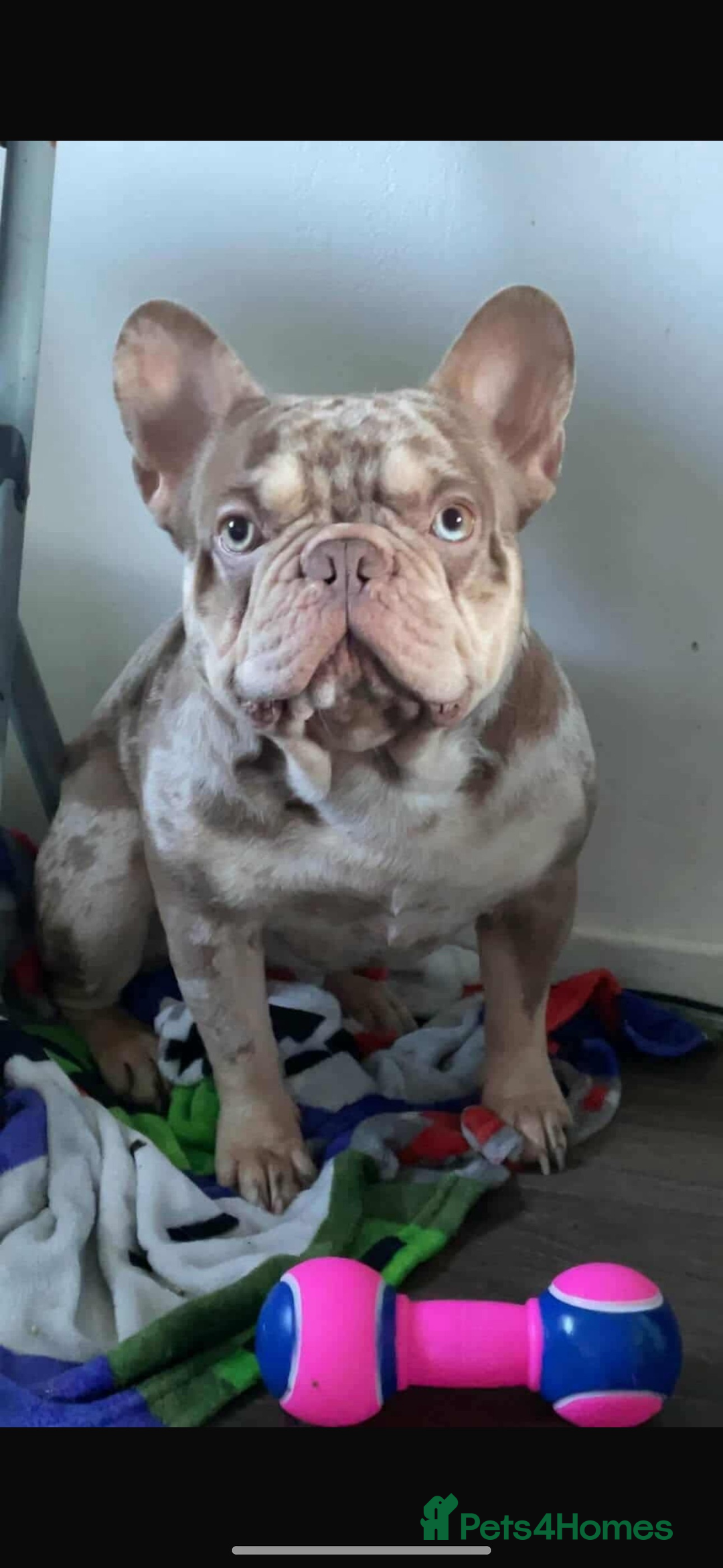 French Bulldog dogs for sale: DWKC French bulldog puppies - Advert 18
